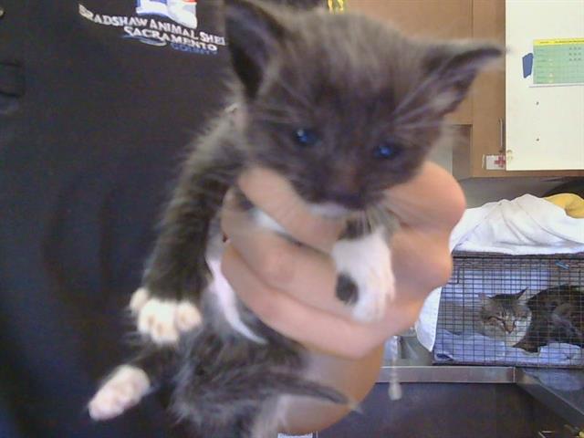 Shelter Stray Male Cat last seen GREENBACK/FAIR OAKS BLVD, 95662, 3839 Bradshaw Rd, Sacramento, CA 95827, USA