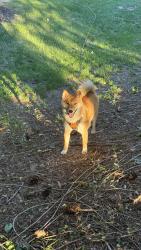 Lost Male Dog last seen Shadyside Rd & Crestmont Dr, West Bradford Township, PA 19380