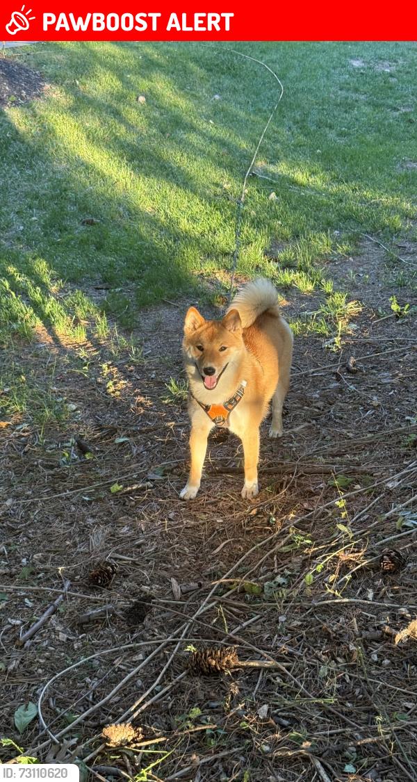 Lost Male Dog last seen Shadyside Rd & Crestmont Dr, West Bradford Township, PA 19380