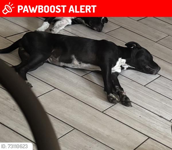 Lost Female Dog last seen Don’t really know, Altamonte Springs, FL 32701