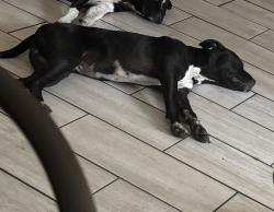 Lost Female Dog last seen Don’t really know, Altamonte Springs, FL 32701
