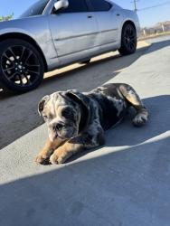 Lost Male Dog last seen Hesperia rd, Victorville, CA 92395