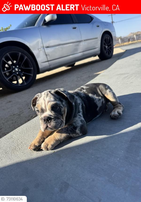 Lost Male Dog last seen Hesperia rd, Victorville, CA 92395