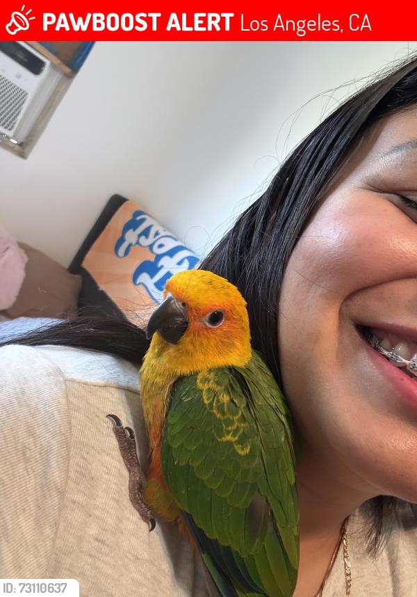 Lost Unknown Bird last seen Between normandie and Vernon, Los Angeles, CA 90037
