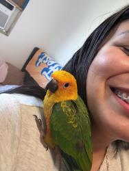 Lost Unknown Bird last seen Between normandie and Vernon, Los Angeles, CA 90037