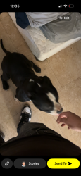 Lost Male Dog last seen Union and Columbus, Bakersfield, CA 93305