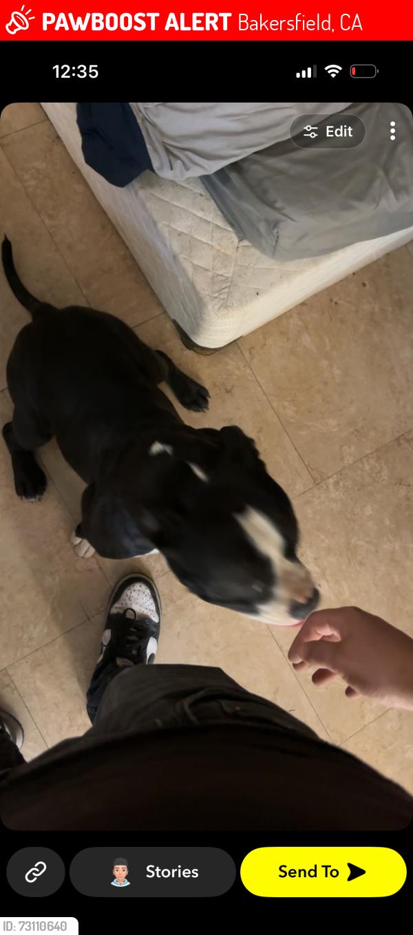 Lost Male Dog last seen Union and Columbus, Bakersfield, CA 93305
