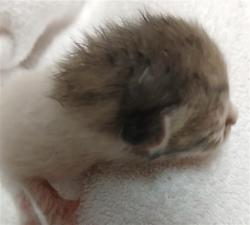Shelter Stray Female Cat last seen Near BLOCK PINEBAY CIR S IN TRUCK ENGINE, 2020 Forest St, Jacksonville, FL 32204, USA