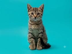 Shelter Stray Female Cat last seen Near BLOCK BROADWAY AVE, 2020 Forest St, Jacksonville, FL 32204, USA
