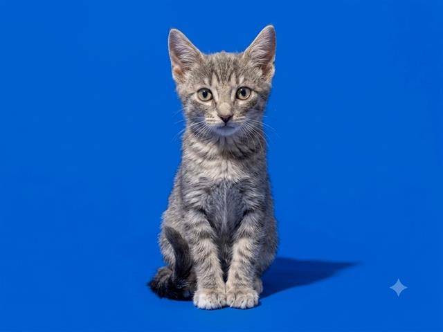 Shelter Stray Female Cat last seen Near BLOCK BROADWAY AVE, 2020 Forest St, Jacksonville, FL 32204, USA