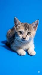 Shelter Stray Female Cat last seen JESSIE ST, 2020 Forest St, Jacksonville, FL 32204, USA