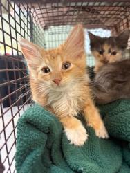 Shelter Stray Male Cat last seen , 2020 Forest St, Jacksonville, FL 32204, USA