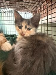 Shelter Stray Female Cat last seen , 2020 Forest St, Jacksonville, FL 32204, USA