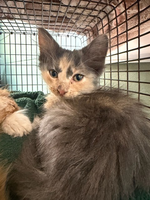 Shelter Stray Female Cat last seen , 2020 Forest St, Jacksonville, FL 32204, USA