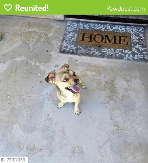 Reunited Male Dog last seen Seal Beach/ Campbell Ct, Hesperia, CA 92344
