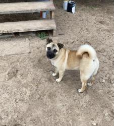 Reunited Female Dog last seen Mann rd And ditto rd poteet tx, Poteet, TX 78065