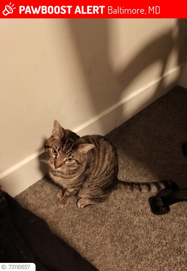 Lost Male Cat last seen Belair rd 5100 block, Baltimore, MD 21206
