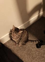 Lost Male Cat last seen Belair rd 5100 block, Baltimore, MD 21206