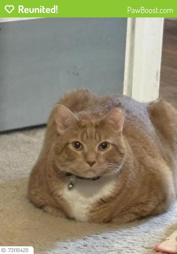Reunited Male Cat last seen Near Amar Drive, Conroe, TX 77303