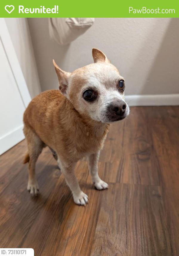 Reunited Male Dog last seen Casentini St and North Main St, Salinas, CA 93907