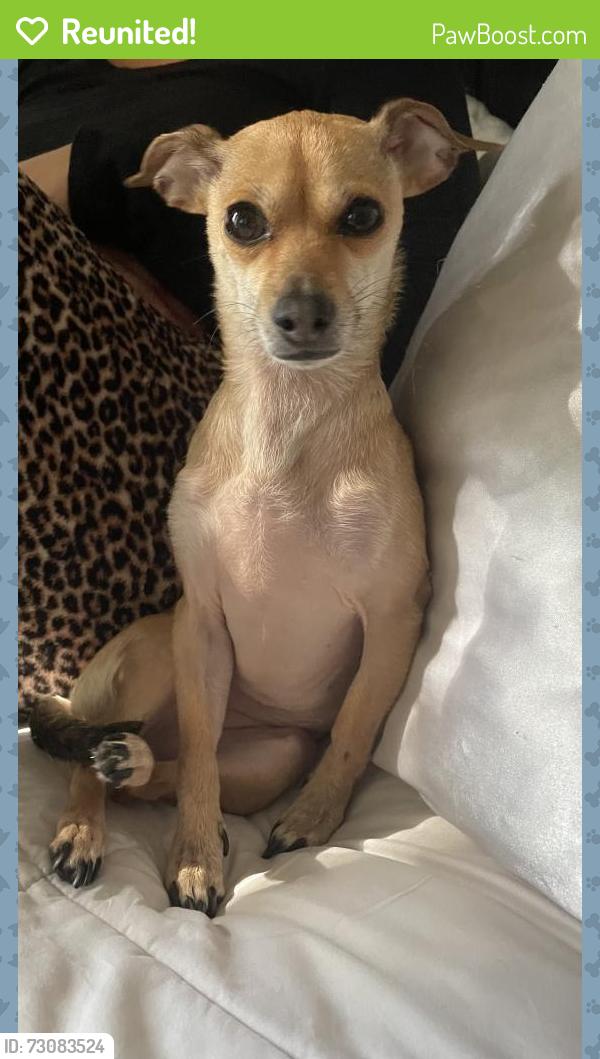 Reunited Female Dog last seen Near Olas Court, Lake Elsinore, CA 92530, USA, Lake Elsinore, CA 92530