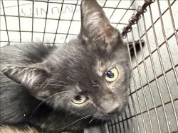 Shelter Stray Male Cat last seen , 11361 W Pico Blvd, Los Angeles, CA 90064, USA