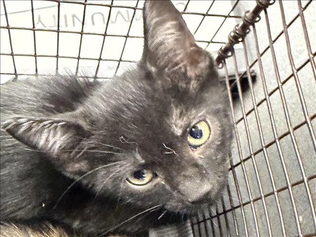 Shelter Stray Male Cat last seen , 11361 W Pico Blvd, Los Angeles, CA 90064, USA
