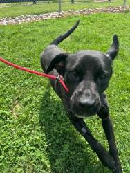Shelter Stray Female Dog last seen Near BLOCK WILSON AVE, 3528 Newburg Rd, Louisville, KY 40218, USA