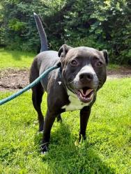 Shelter Stray Male Dog last seen Near BLOCK E JEFFERSON ST, 3528 Newburg Rd, Louisville, KY 40218, USA