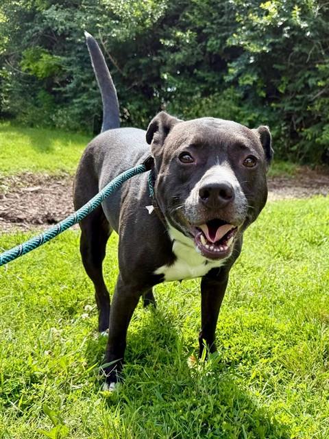 Shelter Stray Male Dog last seen Near BLOCK E JEFFERSON ST, 3528 Newburg Rd, Louisville, KY 40218, USA