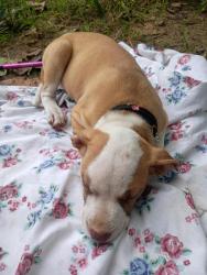 Reunited Female Dog last seen Fifth and jersey, Dayton, OH 45403