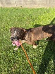 Shelter Stray Male Dog last seen Near BLOCK CLARKS LN, 3528 Newburg Rd, Louisville, KY 40218, USA