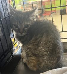 Shelter Stray Female Cat last seen Near BLOCK TRADE PORT DR, 3528 Newburg Rd, Louisville, KY 40218, USA