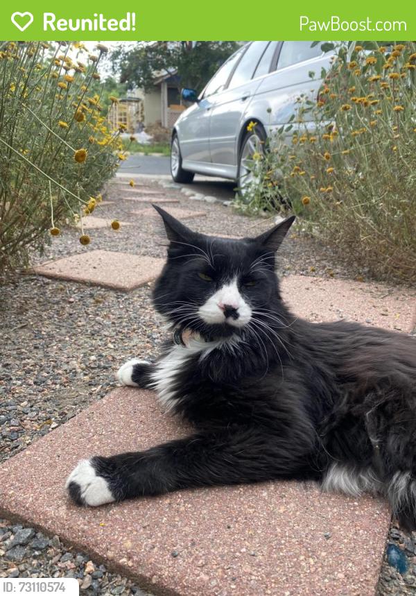 Reunited Male Cat last seen 20th avenue, Edgewater, CO 80214