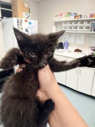 Shelter Stray Male Cat last seen , 201 S Mt Vernon Ave, Bakersfield, CA 93307, USA