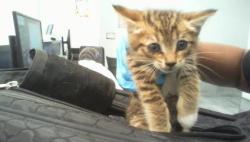 Shelter Stray Female Cat last seen HUNTERSVILLE, 8315 Byrum Dr, Charlotte, NC 28217, USA