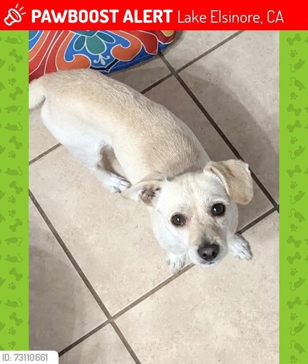 Lost Male Dog last seen Lakeshore dr lake elsinore, Lake Elsinore, CA 92530