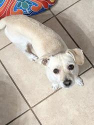 Lost Male Dog last seen Lakeshore dr lake elsinore, Lake Elsinore, CA 92530