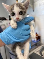Shelter Stray Male Cat last seen GRAHAM, 221 Stone Quarry Rd, Burlington, NC 27217, USA