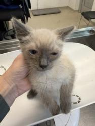 Shelter Stray Male Cat last seen BURLINGTON AC, 221 Stone Quarry Rd, Burlington, NC 27217, USA