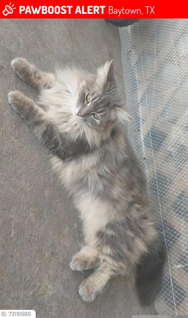 Lost Female Cat last seen N C Foote Park, Baytown, TX 77522