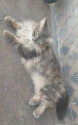 Lost Female Cat last seen N C Foote Park, Baytown, TX 77522