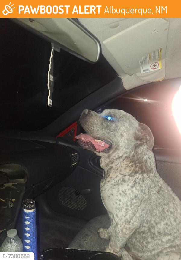 Found/Stray Male Dog last seen Bridge and unser blvd., Albuquerque, NM 87121