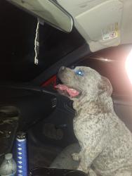 Found/Stray Male Dog last seen Bridge and unser blvd., Albuquerque, NM 87121