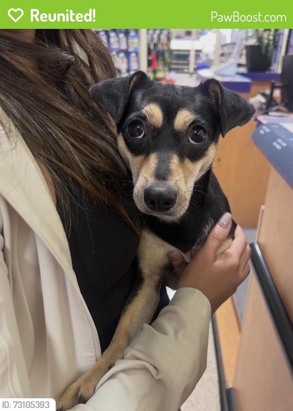 Reunited Female Dog last seen Whittier blvd between gunn and mills, Whittier, CA 90602