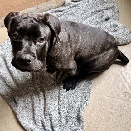 Shelter Stray Male Dog last seen , , CA, 1101 29th Ave, Oakland, CA 94601, USA