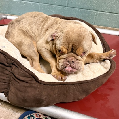 Shelter Stray Male Dog last seen 73rd and San Leandro, Oakland, CA, 1101 29th Ave, Oakland, CA 94601, USA