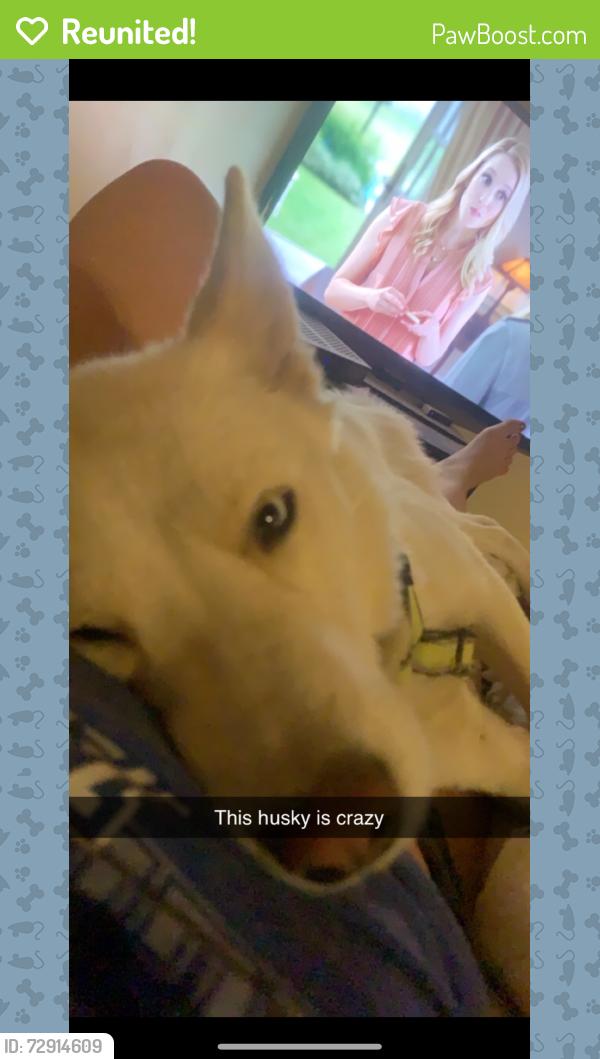Reunited Female Dog last seen 6th and teton, Tucson, AZ 85756