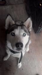 Lost Female Dog last seen D street, Salem, OR 97301