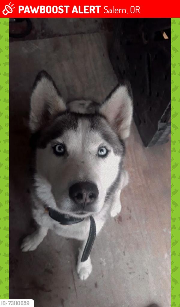Lost Female Dog last seen D street, Salem, OR 97301